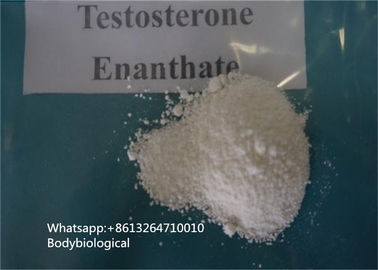 99% Saflık Testosteron Enanthate Toz Steroidler CAS 315-37-7 Erkek Cinsel Hormon